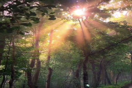 姓齐打分100分的名字